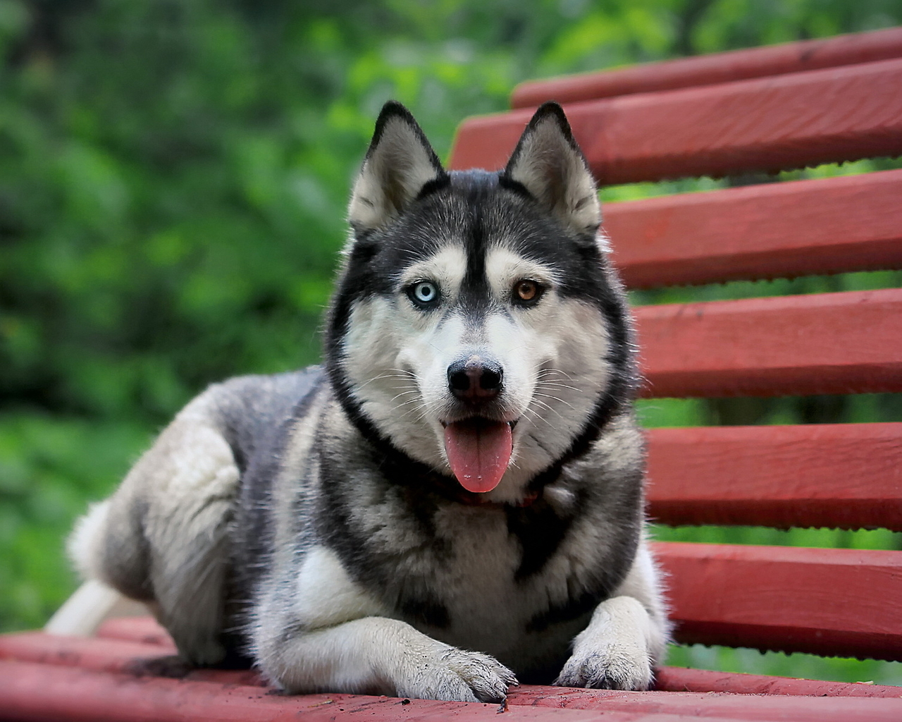 dog