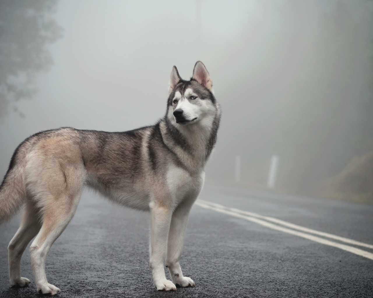 wolfdog